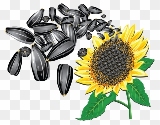 Transparent Sunflower Png - Sunflower Seeds Clipart