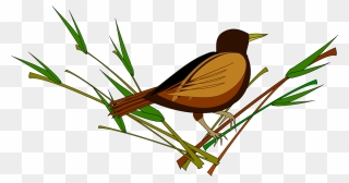 Grass Family,twig,emberizidae - Sparrows Images Png Clipart Transparent Png
