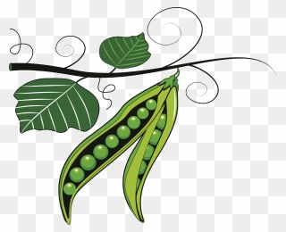 Pea Clipart Vector - Green Vegetables Clip Art - Png Download