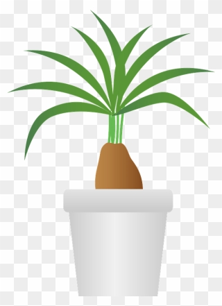Elephants Foot Ponytail Palm Clipart - Houseplant - Png Download