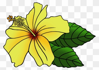 Hawaiian State Flower Clipart - Md Mba Eugene Rhee Md Urology - Png Download