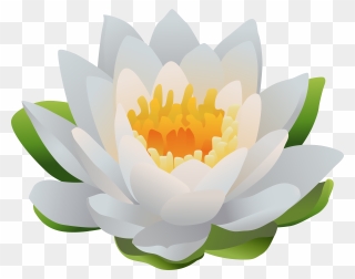Water Lily Png Clip Art Image Transparent Png