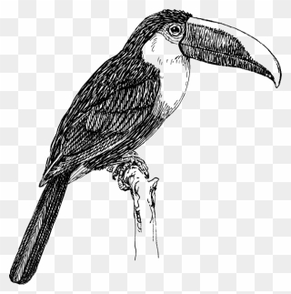 Toucan Clipart Black And White - Png Download