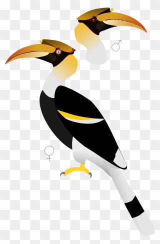 Hornbill Clipart Transparent - Great Hornbill Male And Female - Png Download