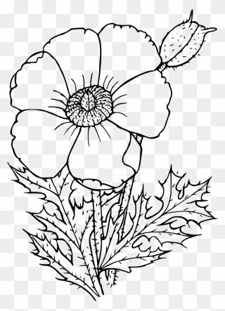Poppy Drawing Clipart