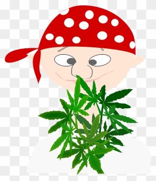 Pirate, Boy, Avatar, Cannabis, Euphoria, Marijuana - Cannabis Boy Clipart