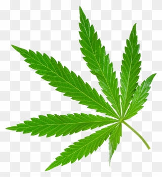 Cannabis Png - Marijuana Png Clipart