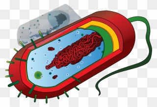 Prokarytoci Cell Svg Clip Arts - Streptococcus Thermophilus Labelled Diagram - Png Download