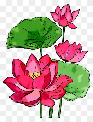 Summer Background Flowers Clipart - Sacred Lotus - Png Download