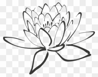 White Lotus Png - Black And White Lotus Flower Clipart Transparent Png