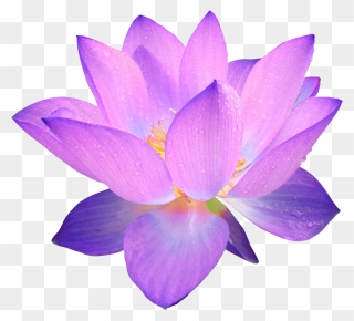 Lotus Flower Clipart No Background - Png Download