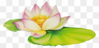 Nelumbo Nucifera Flor De Dibujo Clip Art - Bunga Teratai Clip Art - Png Download