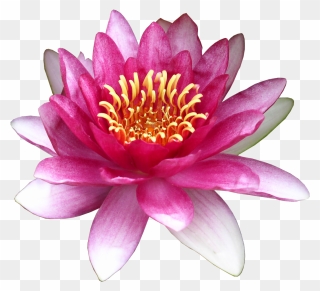 Flower Water Lily Clip Art - Water Lily - Png Download