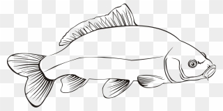Freshwater Fish Carp Line Art Fresh Water Cc0 - Fresh Water Fish Outline Clipart