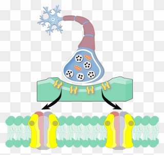 An Image Showing The Acetylcholine Receptor Consists - Acetylcholine Receptor Clipart