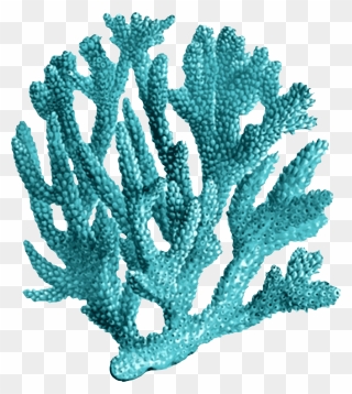 Coral Reef Transparent Background Clipart
