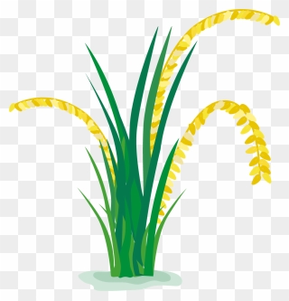Rice Clipart Rice Paddy, Rice Rice Paddy Transparent - Rice Plant Clipart Png