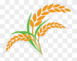 Rice Clipart Cereal Plant - Rice Plant Clipart Png Transparent Png