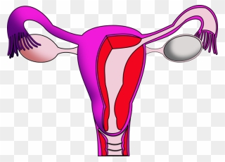 Menstruation Period Education Clipart - Png Download