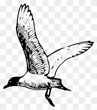 Tern Clipart Homework - Seagull Clipart Black And White - Png Download