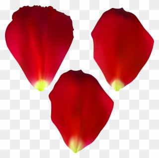 Rose Petals Set Transparent Clip Art - Png Download