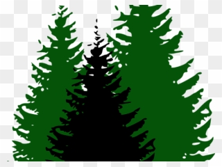 Pine Tree Vector Png Clipart