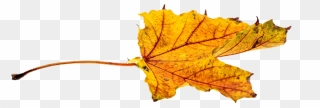 Png Feuille Automne Clipart