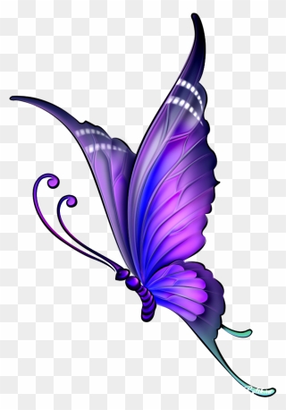 Butterfly Drawing Color Clip Art - Butterfly Drawing With Colour - Png Download