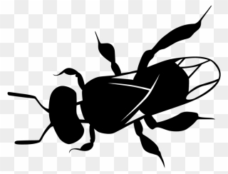 Mad Clipart Bee - Australian Native Bees Drawing - Png Download