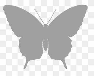 Butterfly Silhouette Black And White Clip Art - Transparent White Butterfly Png
