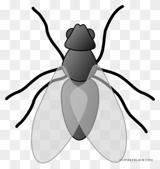 Insects Clipart Black And White - Fly Clip Art - Png Download