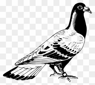 Pigeon Pigen Transparent & Png Clipart Free Download - Pigeon Clipart Black And White