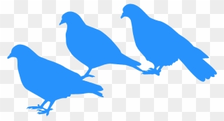 Pigeons And Doves Clipart