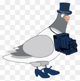 Pigeon4 Clipart - Chim Bồ Câu Hoạt Hình - Png Download