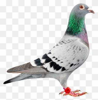 Pigeon Clipart Racing Pigeon - Bolt Racing Pigeon - Png Download