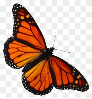 Transparent Butterfly Clipart Png - Monarch Butterfly Png Transparent
