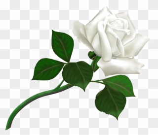White Rose Png Flower Pictures, Free Download White - White Rose Png Hd Clipart
