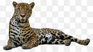 Big Cats Images In Png - Jaguar Png Transparent Clipart