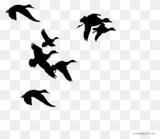 Ducks Clipart Black And White - Duck Flying Clipart - Png Download