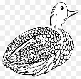 Omalovanky Kachna Clipart