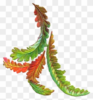 Free Botanical Clip Art - Autumn Leaves Vintage Png Transparent Png