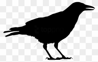Bird American Crow Clip Art Common Raven - Vector Crow Clip Art - Png Download