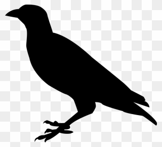 Raven Images Transparent Png Clipart Free Download - Raven Silhouette Png