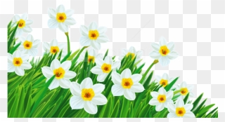 Free Png Download Transparent Grass With Daffodils - Transparent Background Spring Flowers Clipart