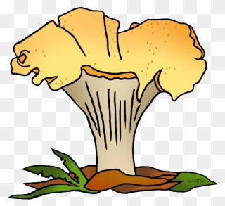 State Mushroom Of Oregon - Pacific Golden Chanterelle Clipart - Png Download
