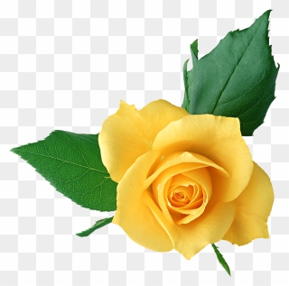 Yellow Flower Clipart Png Format - Yellow Roses Transparent Png