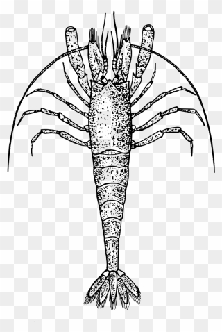 Zooplankton Black And White Clipart