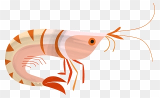 Shrimp Clipart - Png Download