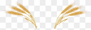 Wheat Ear Royalty - Ears Of Wheat Png Clipart