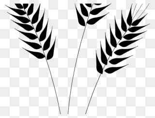 Wheat Clipart Black And White - Black And White Wheat - Png Download